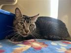 Adopt 2405-0318 Bruce a Brown Tabby Domestic Shorthair / Mixed (short coat) cat