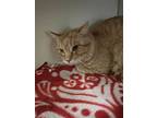 Adopt 2405-0334 Spazz a Orange or Red Domestic Shorthair / Mixed (short coat)