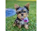 UUDS Yorkshire Terrier Puppies Available