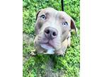 Adopt Roy Rogers a Brown/Chocolate Mixed Breed (Large) / Mixed dog in Baltimore