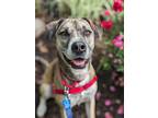 Adopt Beau a Black Mixed Breed (Large) / Mixed dog in Fairfax, VA (41002809)