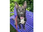 Adopt Spencer a Black Mixed Breed (Large) / Mixed dog in Baltimore