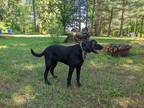 Adopt Casper a Black Labrador Retriever / German Shorthaired Pointer / Mixed dog