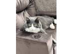 Adopt Pippa a Gray or Blue Domestic Longhair / Mixed (medium coat) cat in