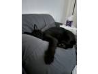 Adopt mochi a Black (Mostly) Domestic Mediumhair / Mixed (medium coat) cat in
