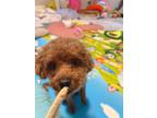 Adopt Cosmo a Red/Golden/Orange/Chestnut Poodle (Toy or Tea Cup) / Toy Poodle /