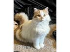 Adopt Mammoth a White (Mostly) Turkish Van / Mixed (medium coat) cat in Salem