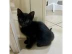 Adopt Kit kat a Black (Mostly) Domestic Shorthair (short coat) cat in