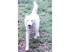 Adopt Elsa a White Husky / Mixed dog in Sanford, NC (41198854)