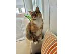 Adopt Patchouli a Calico or Dilute Calico Domestic Mediumhair / Mixed (medium