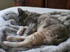 Adopt GAIA a Calico or Dilute Calico American Bobtail / Mixed (short coat) cat