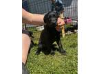 Adopt Sky and Sadie a Black Labrador Retriever / Mixed dog in Vancouver