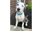 Adopt Preston a Gray/Silver/Salt & Pepper - with White American Pit Bull Terrier