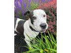 Adopt Ben a White - with Black Jack Russell Terrier / Labrador Retriever / Mixed