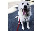 Adopt Obi a White - with Tan, Yellow or Fawn Golden Retriever / Mixed dog in