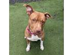 Adopt Ruby a American Pit Bull Terrier / Mixed dog in Aberdeen, WA (40983135)