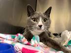 Adopt Amanda a Domestic Shorthair / Mixed (short coat) cat in Meriden