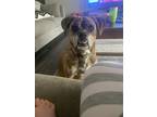 Adopt Bailey a Brindle Boxer / American Pit Bull Terrier / Mixed dog in Tucson