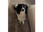 Adopt Bean a Black - with White Border Collie / Australian Shepherd / Mixed dog