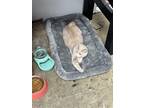 Adopt Shucks a Tan or Fawn British Shorthair / Mixed (short coat) cat in