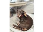 Adopt Pluto a Brown/Chocolate Dachshund / Mixed dog in Sacramento, CA (41446686)