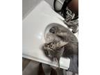 Adopt Mr Whiskers a Gray or Blue Tabby / Mixed (medium coat) cat in San Antonio
