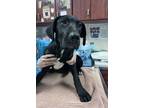 Adopt Rooney a Black Labrador Retriever / Mixed dog in Springfield