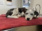 Adopt Bluebonnet a White Australian Cattle Dog / Mixed dog in Farmington