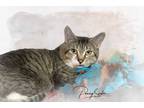 Adopt Golden Boy a All Black Domestic Shorthair cat in Belton, MO (41447843)