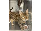 Adopt Benoit a Gray or Blue Bengal / Mixed (short coat) cat in Indianapolis