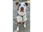 Adopt Lydia a Tan/Yellow/Fawn American Pit Bull Terrier / Mixed dog in