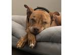 Adopt Achilles a Red/Golden/Orange/Chestnut American Pit Bull Terrier / Mixed