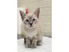 Adopt Baby Ruth a Cream or Ivory Siamese (short coat) cat in Shreveport