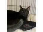 Adopt Chrissy a All Black Domestic Shorthair / Domestic Shorthair / Mixed cat in