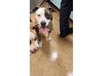 Adopt Tammy a Brindle American Pit Bull Terrier / Mixed dog in Madera