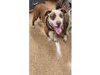 Adopt Tamera a Brown/Chocolate American Pit Bull Terrier / Mixed Breed (Medium)