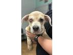 Adopt Frank a Tan/Yellow/Fawn Cane Corso / Mixed dog in Madera, CA (41447828)