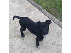 Adopt Jupiter a Black - with White Labrador Retriever / Mixed dog in Glen Mills