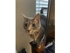Adopt Melon a Gray or Blue Calico / Mixed (short coat) cat in Auburn