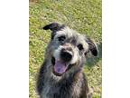 Adopt Mitch a Gray/Silver/Salt & Pepper - with White Mixed Breed (Medium) /