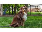 Adopt Gus a Brown/Chocolate - with White Australian Shepherd / Mixed dog in