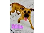 Adopt Billie a Hound (Unknown Type) / Mixed dog in Nicholasville, KY (41447778)