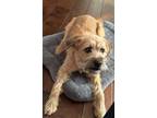 Adopt Grace a Tan/Yellow/Fawn Poodle (Standard) / Terrier (Unknown Type