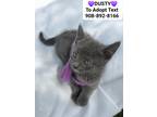 Adopt DUSTY a Gray or Blue Domestic Shorthair (short coat) cat in Bridgewater