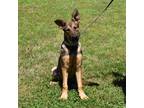 Adopt Dino a Tan/Yellow/Fawn - with Black German Shepherd Dog / Mixed dog in