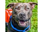 Adopt Phoebe a Brown/Chocolate Mixed Breed (Small) / Mixed Breed (Medium) /