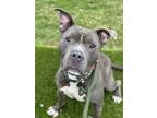 Adopt Goggles Lizman a Gray/Blue/Silver/Salt & Pepper Pit Bull Terrier /