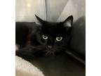 Adopt Hurricane a All Black Domestic Shorthair / Domestic Shorthair / Mixed cat