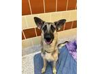 Adopt LUELLA a Black German Shepherd Dog / Mixed Breed (Medium) / Mixed (medium