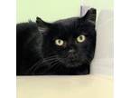 Adopt Lucy a All Black Domestic Shorthair / Mixed Breed (Medium) / Mixed (short